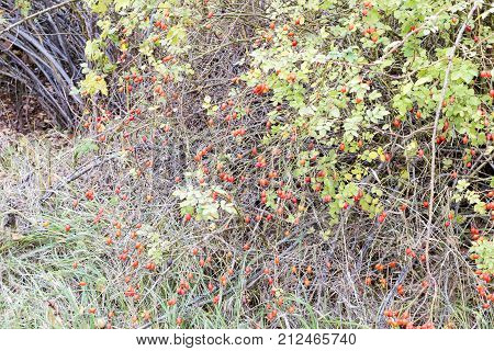 Hips Bush With Ripe Berries. Berries Of A Dogrose On A Bush. Fruits Of Wild Roses. Thorny Dogrose. R