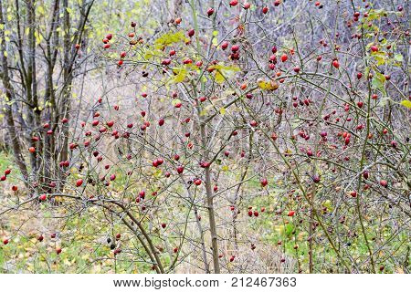 Hips Bush With Ripe Berries. Berries Of A Dogrose On A Bush. Fruits Of Wild Roses. Thorny Dogrose. R
