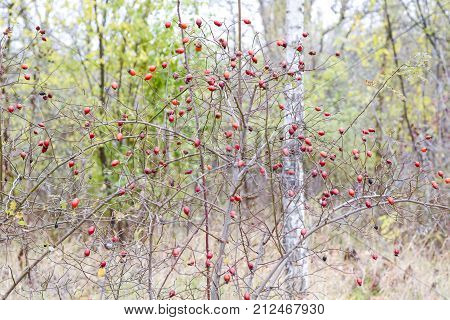 Hips Bush With Ripe Berries. Berries Of A Dogrose On A Bush. Fruits Of Wild Roses. Thorny Dogrose. R