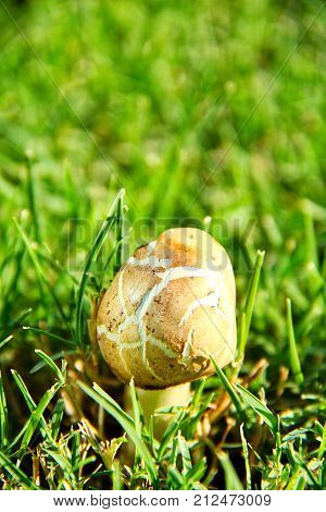 A gilled parasol on the Sonoran desert growing in green grass.