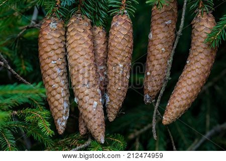 Spruce cones hanging from branches of a Conifer tree.