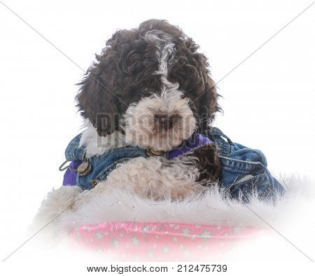 lagatto romagnolo puppy portrait on white background