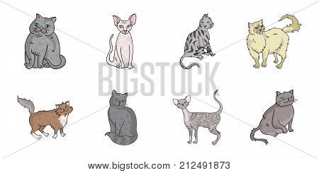 Breeds of cats icons in set collection for design. Pet cat vector symbol stock  illustration.