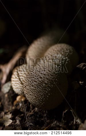 Natural Puffball Mushrooms Standing On Forest Floor