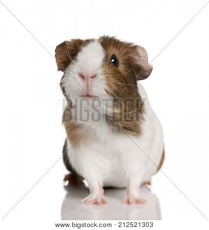 Guinea pig, Cavia porcellus, in front of white background