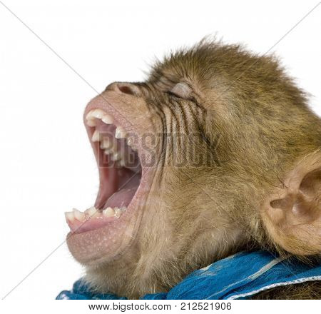 Young Barbary Macaque with mouth open, Macaca Sylvanus, 1 year old, against white background, studio shot