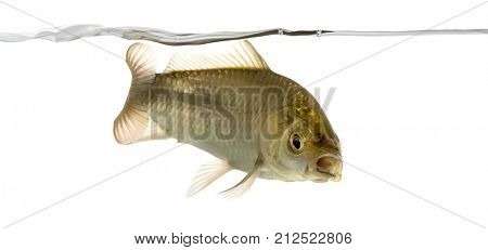 Crucian carp swimming under water line, Carassius carassius, isolated on white