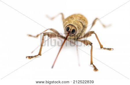 Acorn weevil facing, Curculio glandium, isolated on white