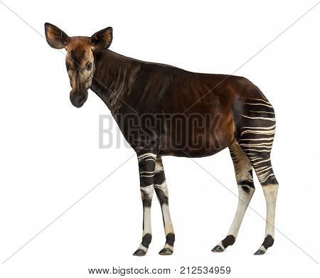 Side view of an Okapi standing, looking at the camera, Okapia johnstoni, isolated on white