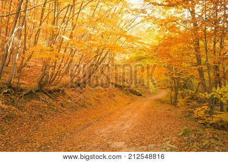 An image of utumn path in the forest