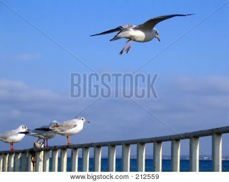 Seagull