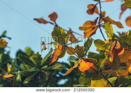 Red, Green Orange Autumn Leaves Background. Tropical leaves background. Bali island.