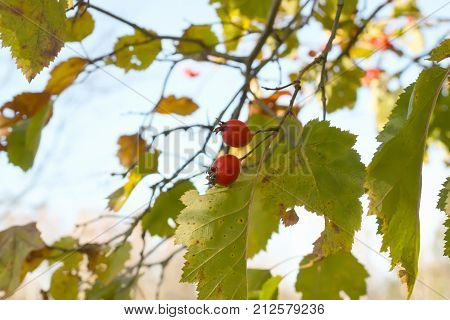 Ripe red berries of Crataegus laevigata plant. Midland hawthorn mayflower fruits in the autumn park.
