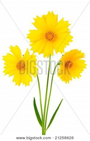 Coreopsis blomster - Latin Coreopsis Ferulifolia, isoleret på hvid baggrund