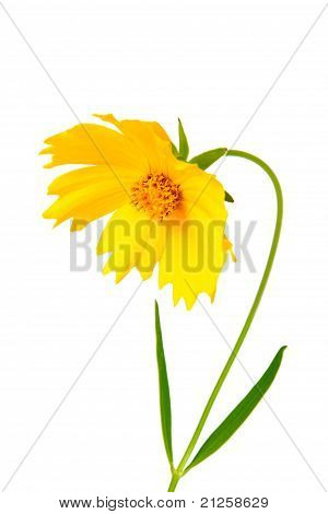 Coreopsis blomster - Latin Coreopsis Ferulifolia, isoleret på hvid baggrund
