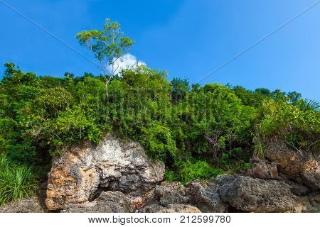 A green solitary tree in a wooded area rises on a rock against a blue sky. Copy space for text. Padang Padang Beach, Bali, Indonesia.