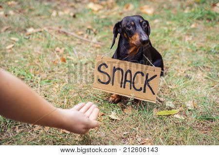 cute dog dachshund black and tan with cardboard "snack" begging and turns away from the hand of a man with food stretched out to him in the autumn park