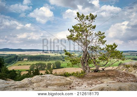 Tree on Devil's Wall at Timmenrode in the Harz National Park
