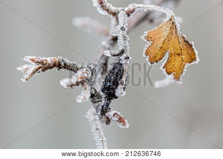 Ice-covered branch of a currant with a black berry and yellow leaf on a cloudy winter day close-up. Selective focus the background is blurred