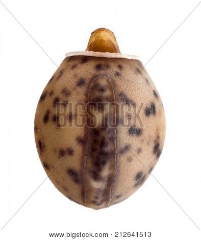Egg of stick insect - Paramenexenus laetus 3.6 mm