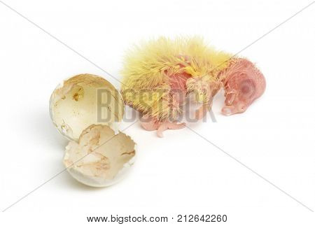 Cockatiel next to the egg from which he hatched out, 1 day old, isolated on white