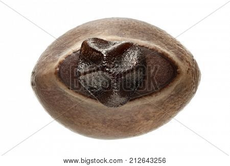 eggs of stick insect - Phobaeticus magnus (maximus), isolated on white