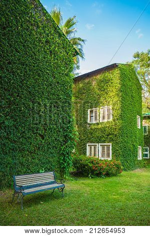 Vintage House Covered by Green Ivy in the park. Evergreen foliage surrounding windows on an ivy covered wall and a chair in the front. Ivy growing on a wall of a house in Thailand.