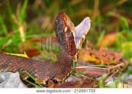 Water moccasins (Agkistrodon piscivorus) are a common venomous snake species inhabitating wetlands in the southern United States.