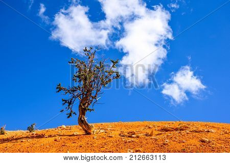 Single Tree - Lost in the middle of a desert