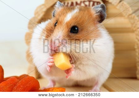 A hamster close-up eats cheese near its wooden house.