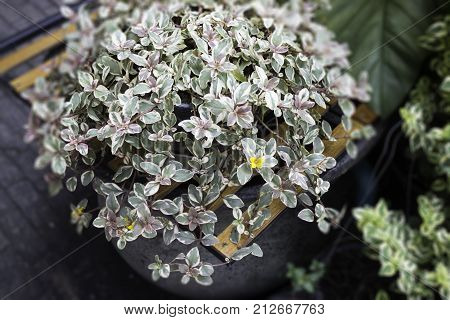 Green plant pot display in the garden stock photo