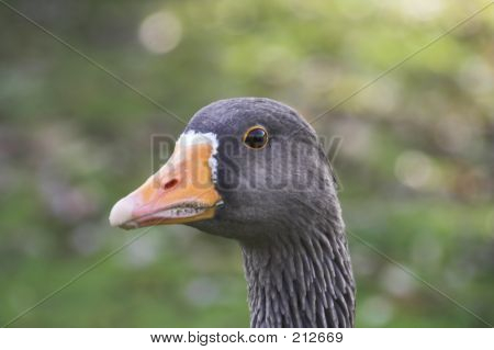 Enten 1001