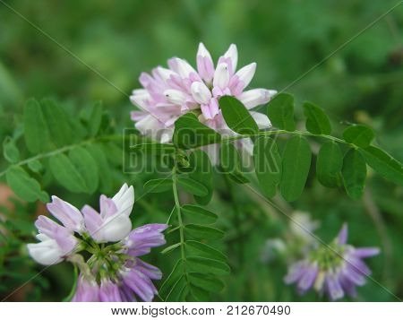 Securigera Varia