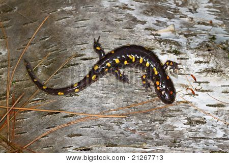 Ambystoma maculatum (Ambystoma maculatum)