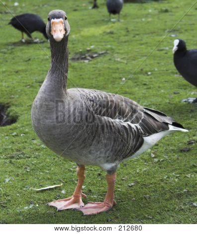 Ducks5