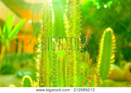 Green cactus drows at summer sun light
