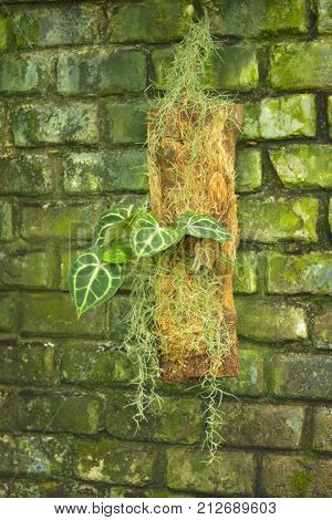 Poisonous Alokasia on a background of a brick wall with mold