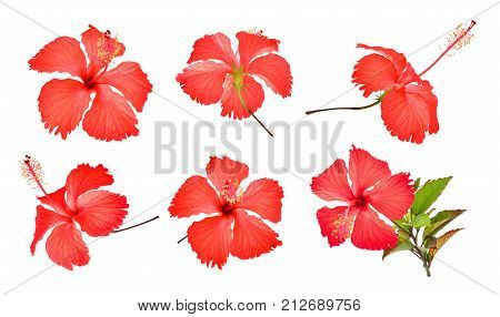 set of red hibiscus or chaba flower isolated on white background