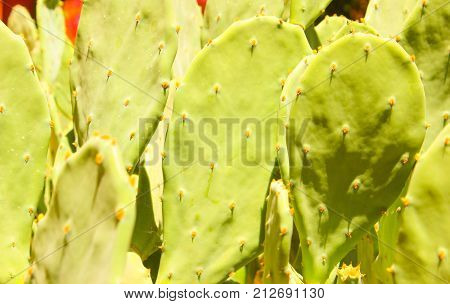 Green cactus drows at summer sun light