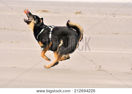 A shepherd dog on the beach wearing a light blue harness is just about to catch an orange ball with  blue stripes in full flight. The picture is taken from aside and shows the moment just before the ball is grabbed in the air. The dog has its mouth full o