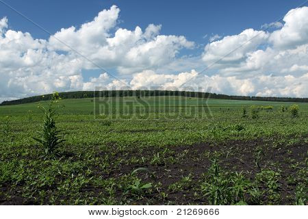 Steppe