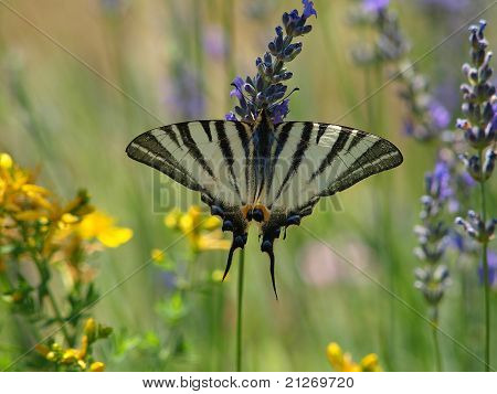 Schmetterling