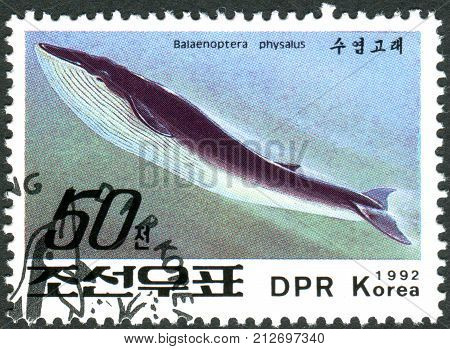 NORTH KOREA - CIRCA 1992: A postage stamp printed in North Korea shows the blue whale (Balaenoptera musculus) circa 1992