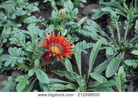 Large Daisy-like Composite Flowerhead Of Gazania  In Brilliant Shades Of Red