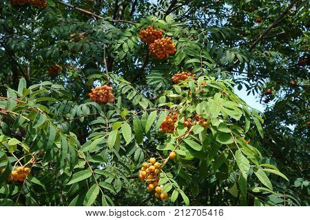 Branches Of Rowan With Fruits And Leaves