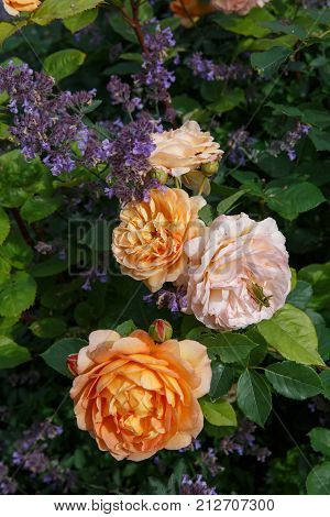 Blooming yellow orange English roses in the garden on a sunny day. 'Charles Austin' Rose.