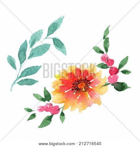 Wildflower aster flower in a watercolor style isolated. Full name of the plant: aster. Aquarelle wild flower for background, texture, wrapper pattern, frame or border.
