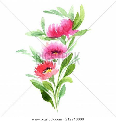 Wildflower aster flower in a watercolor style isolated. Full name of the plant: aster. Aquarelle wild flower for background, texture, wrapper pattern, frame or border.