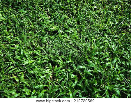 Fine green grass on the nice light field outside natural background, picture