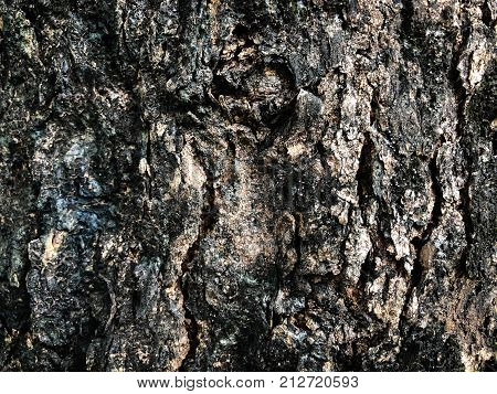 Old antique wooden tree texture picture background with brown shadow, picture